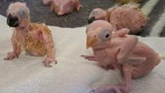 Smuggled Parrot Eggs Hatch After Airport Bust